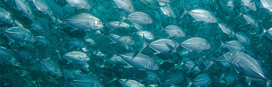 Hexa Natural Proteins Blog